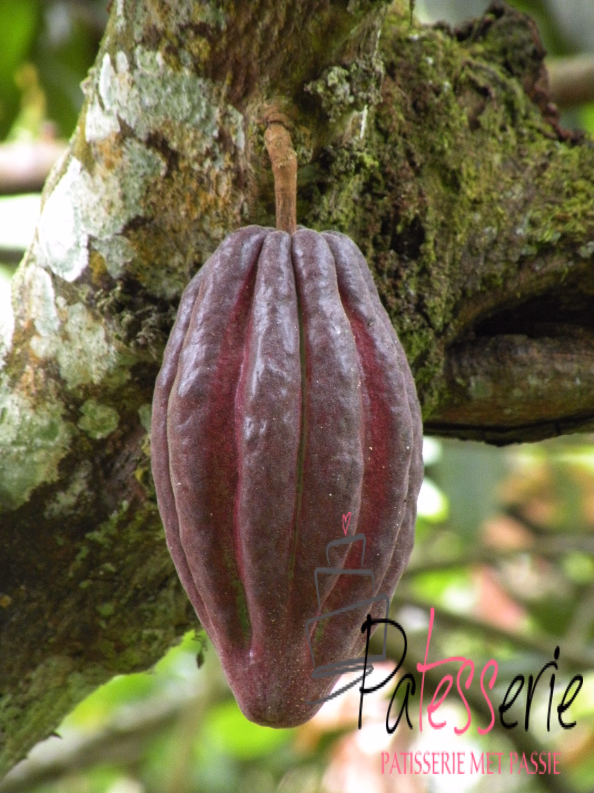cacao en chocolade, patesserie.com